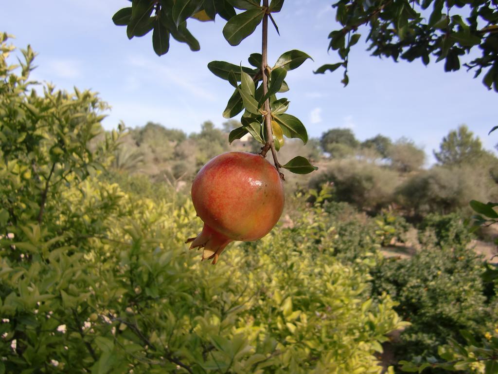 Agroturisme Perola - Only Adults Llucmajor  Extérieur photo